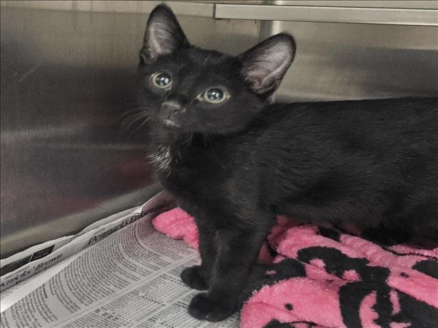 Oliver - Domestic Short Hair