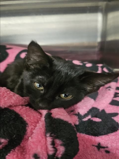 Louise - Domestic Short Hair