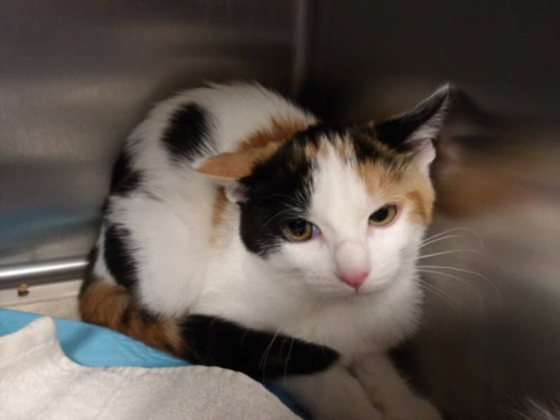 Iris - Domestic Short Hair