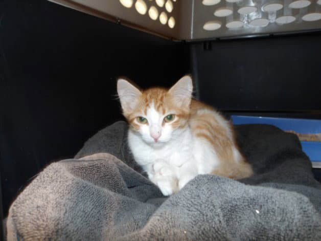 Jelly - Domestic Short Hair