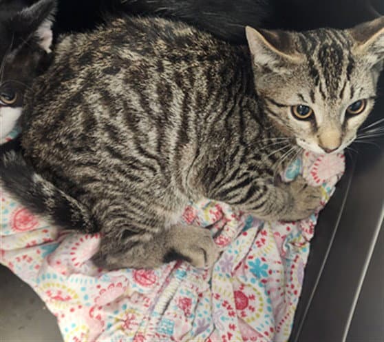 Pickles - Domestic Short Hair