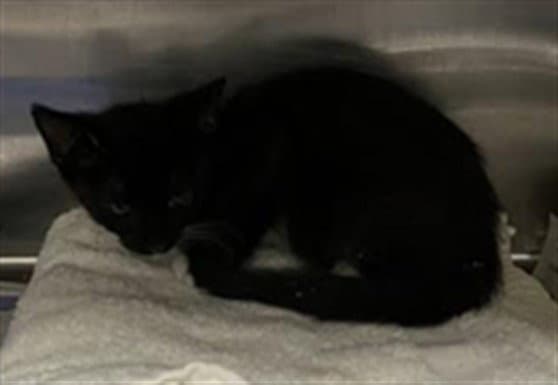 Egz - Domestic Short Hair