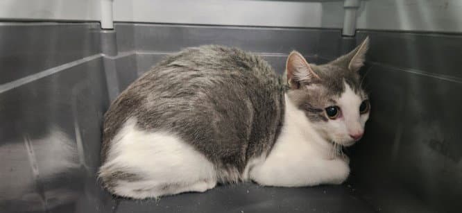 Pomposito - Domestic Short Hair