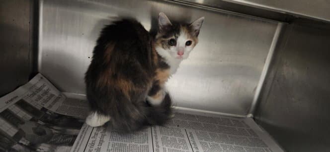 Pasionfruit - Domestic Short Hair