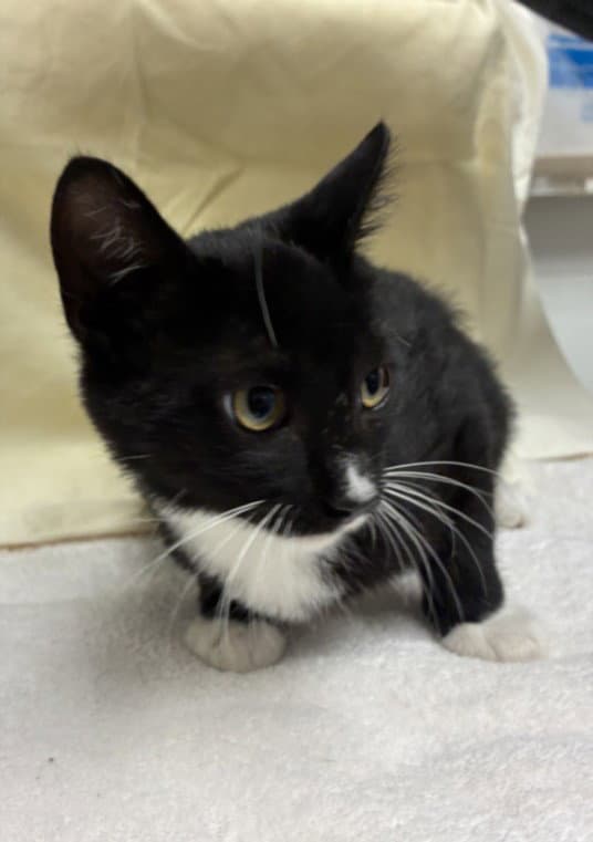 Dylan - Domestic Short Hair