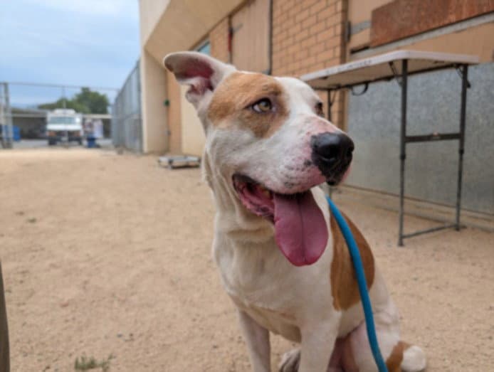 Jeffrey - American Pit Bull Terrier