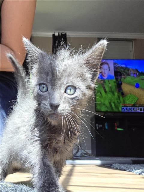 Ponder - Domestic Short Hair