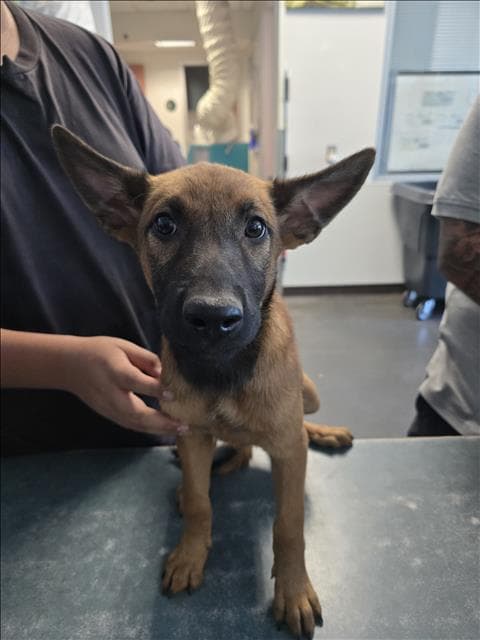 Ember - Belgian Shepherd Malinois
