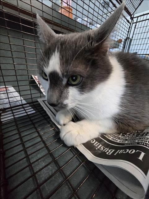 Charlie - Domestic Short Hair
