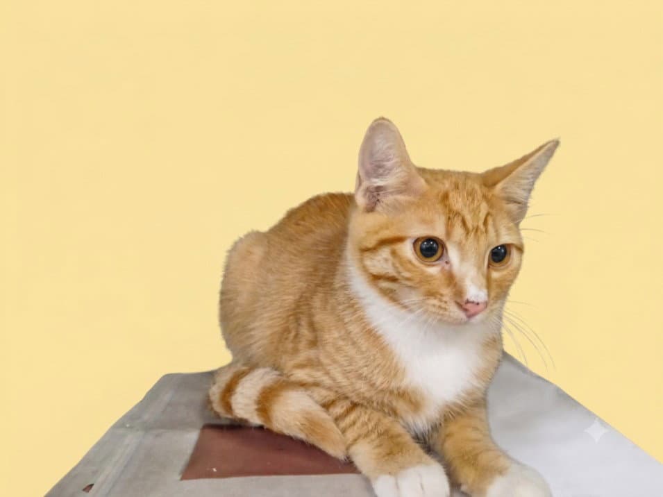Barry - Domestic Short Hair