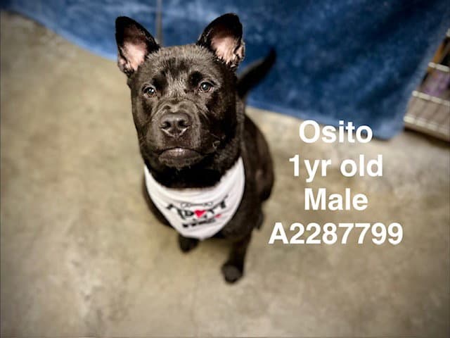 Osito - Staffordshire Bull Terrier
