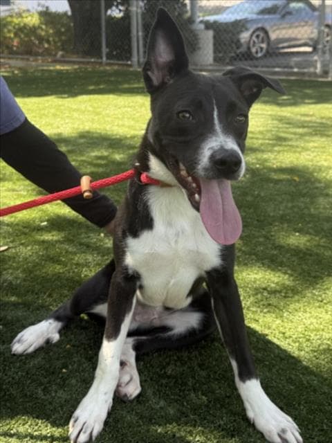 Oreo - Pit Bull Terrier