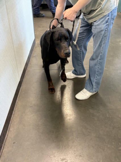 Max - Doberman Pinscher