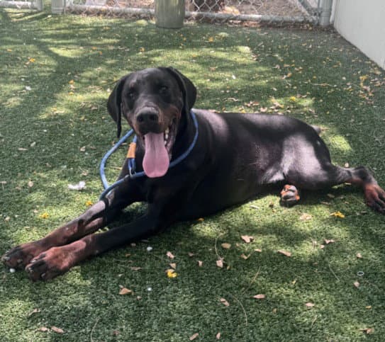Max - Doberman Pinscher