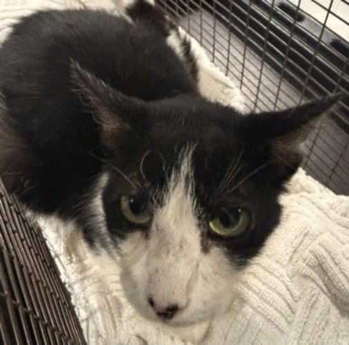 Lyza - Domestic Short Hair