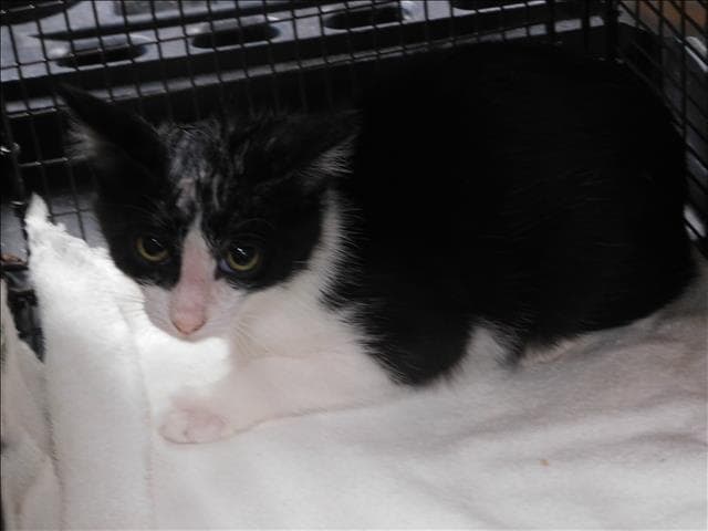 Perry - Domestic Short Hair