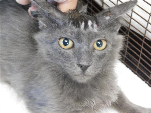 Paris - Domestic Short Hair
