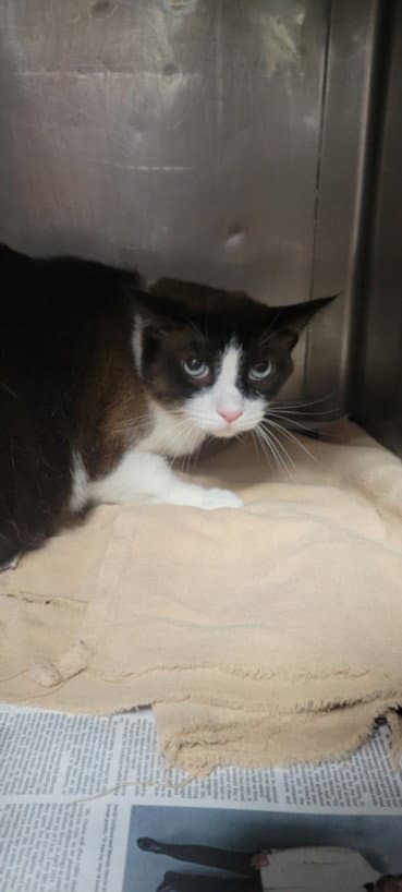 Pickle - Snowshoe