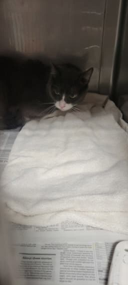 Mochi image 1