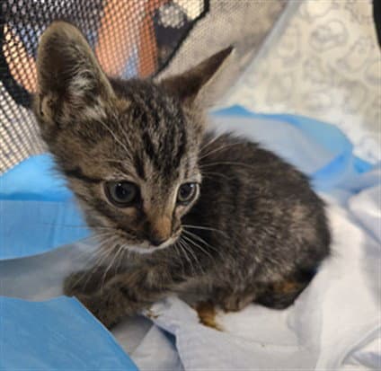 Derk - Domestic Short Hair