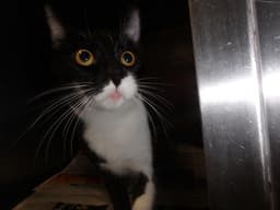 Peggy image 1