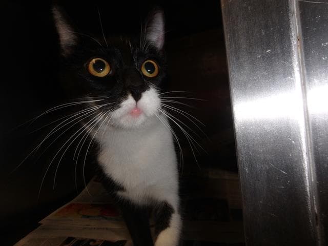 Peggy - Domestic Short Hair