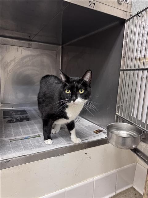 Peggy - Domestic Short Hair