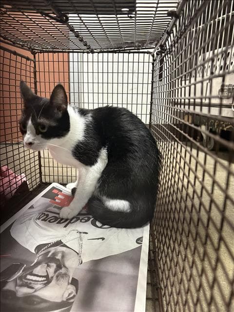 Darla - Domestic Short Hair