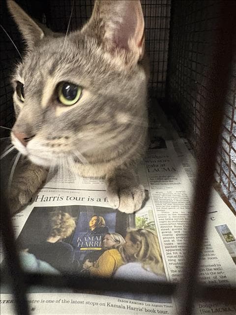 Alex - Domestic Short Hair
