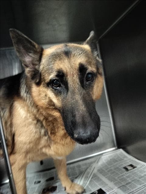 Rio Asaturian - German Shepherd Dog