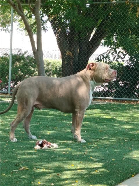 Unknown - Pit Bull Terrier