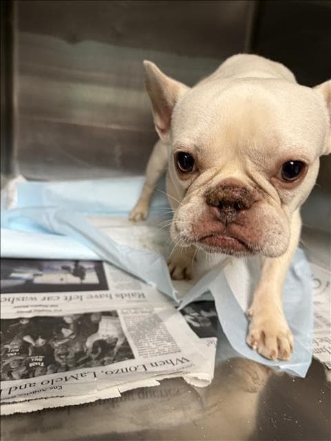 Valentine - French Bulldog