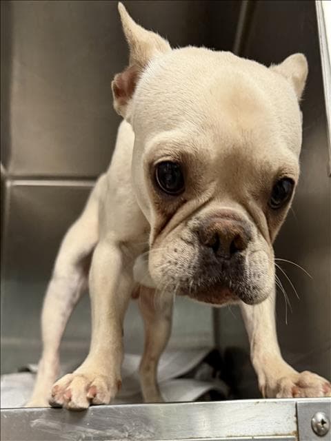 Polar - French Bulldog