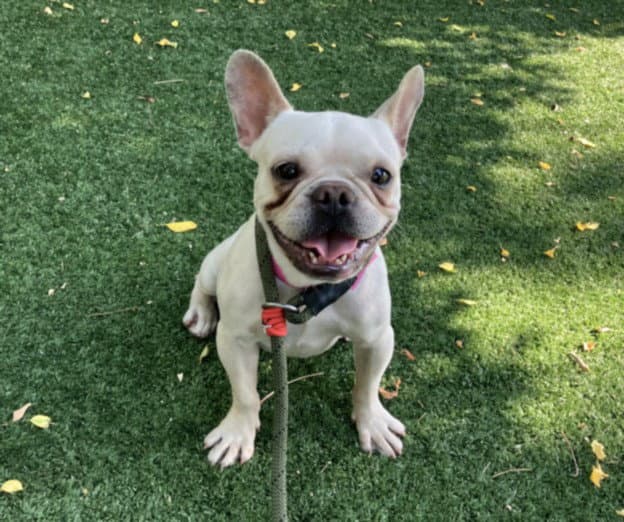 Polar - French Bulldog