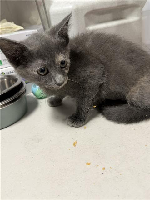 Sonora - Domestic Short Hair