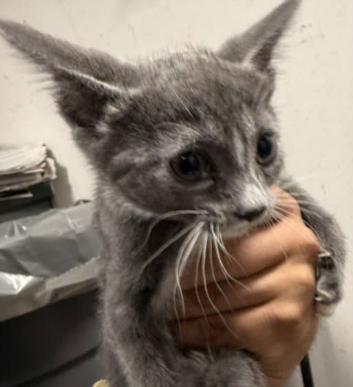 Diva - Domestic Short Hair