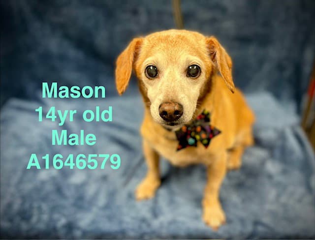 Mason - Dachshund