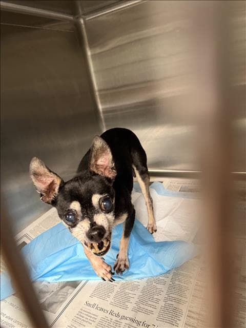Buddy - Chihuahua