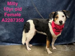 Milly image 1