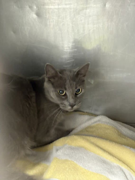 Amber - American Shorthair