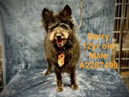 Barry image 1