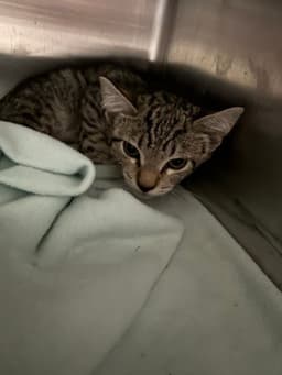 Zeke image 1