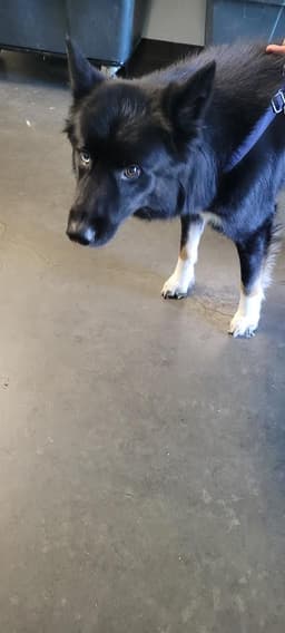 Jaxx image 1