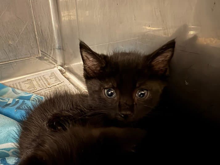 Raven - Domestic Short Hair