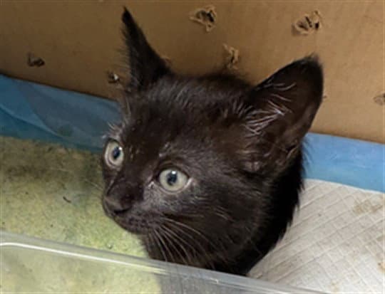 Ubi - Domestic Short Hair