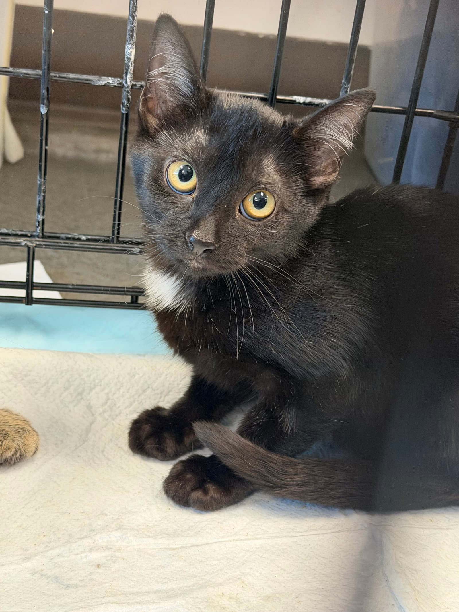 Daisy - Domestic Short Hair