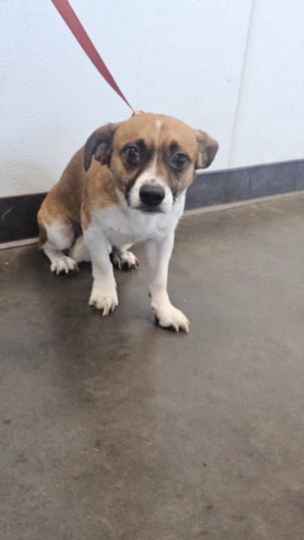 Zeus - Jack Russell Terrier (Parson Russell Terrier)