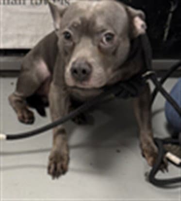 Cadillac - Pit Bull Terrier