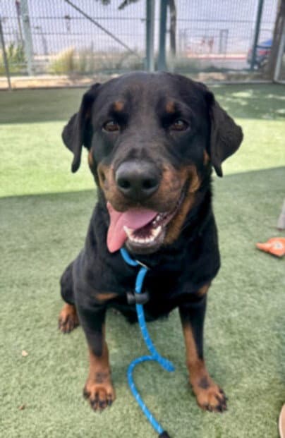 Lola - Rottweiler