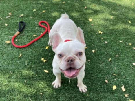 Valentine - French Bulldog